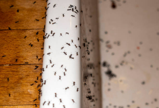 Best Pest Removal Services  in Lexington, VA