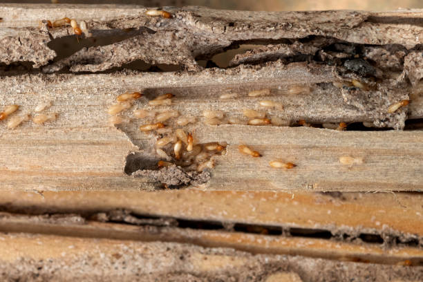 Pest Control for Restaurants in Lexington, VA